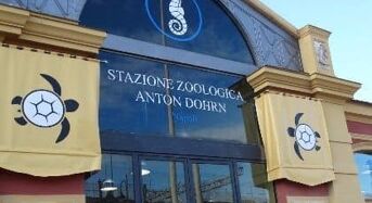 Anton Dohrn International Zoological Station PhD Fellowship Program in Italy, 2018-2019