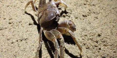 Crab on Sand Free Photo 27