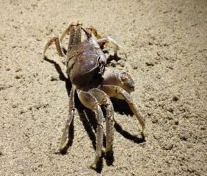 Crab on Sand Free Photo 3